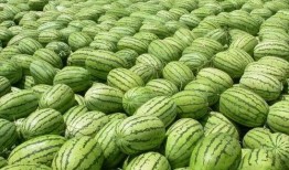 今日吃瓜 吃瓜大瓜事件,揭秘惊天大瓜，娱乐圈风云再起